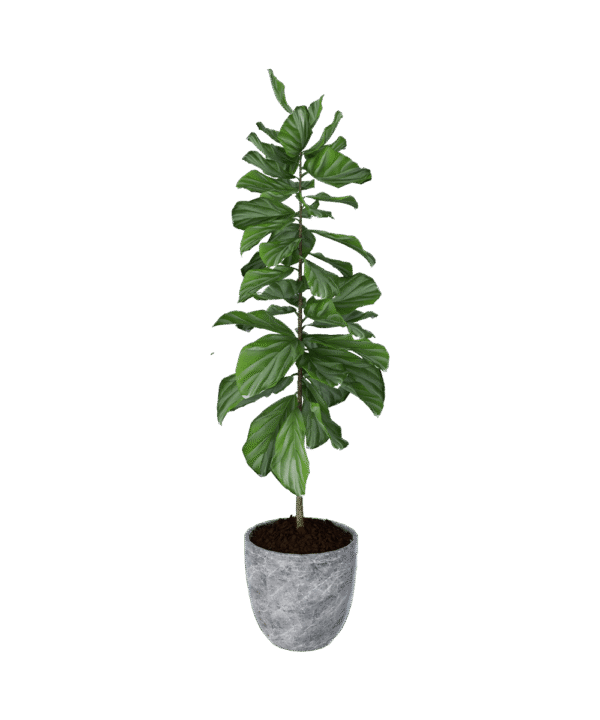 Viksberg planter