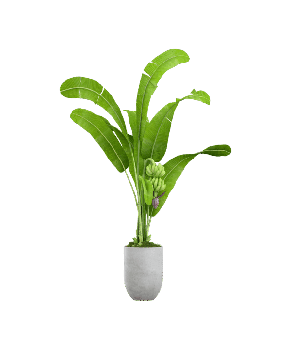 Spathiphyllum domino