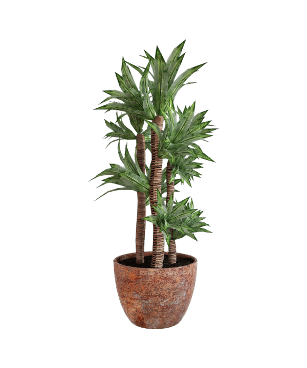 Parodia chrysacanthion