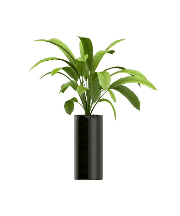 Plant seeds